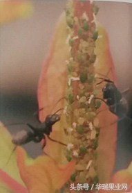 石榴树的主要害虫有哪些如何防治,石榴树蚜虫怎么除