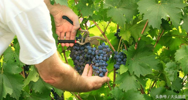 葡萄酒价格受什么影响,为什么葡萄酒越来越便宜了