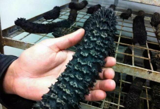 海参有上千种都是一样的吗,全世界海参有多少品种