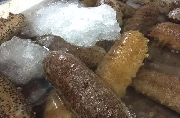 海参有上千种都是一样的吗,全世界海参有多少品种