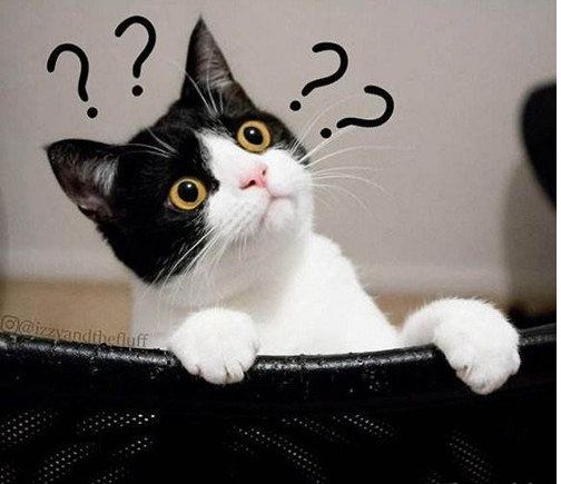 猫咪顽固性腹泻怎么办,两个月猫咪拉肚子最快的解决办法