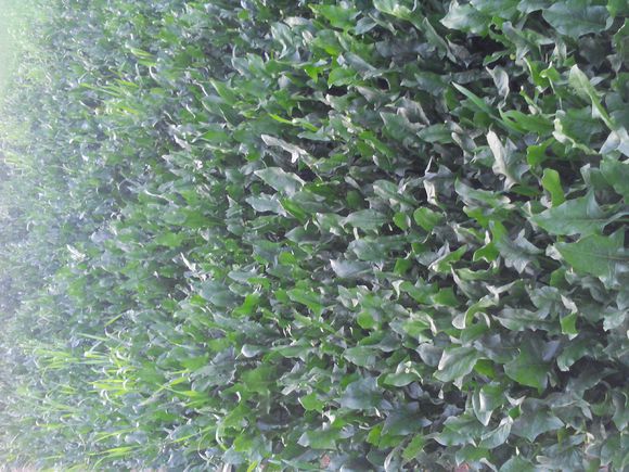 养羊人懂得这十个道理就会赚钱,养羊掌握5个要点想不赚钱都难