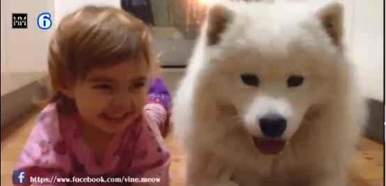 博美十大最合适懒人养的狗排名,十大蠢狗排名博美犬