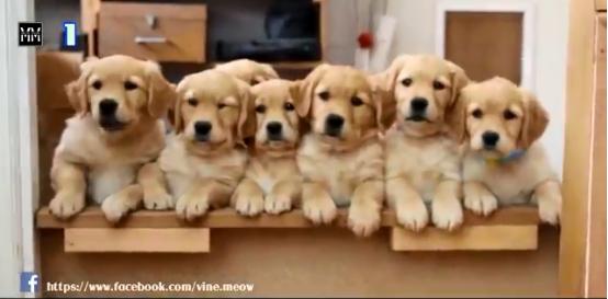 博美十大最合适懒人养的狗排名,十大蠢狗排名博美犬