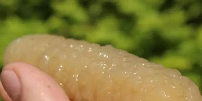 海参有上千种都是一样的吗,全世界海参有多少品种