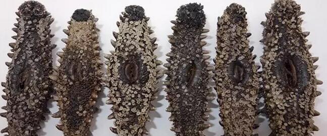 海参有上千种都是一样的吗,全世界海参有多少品种