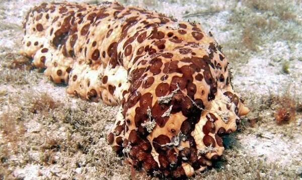 海参有上千种都是一样的吗,全世界海参有多少品种