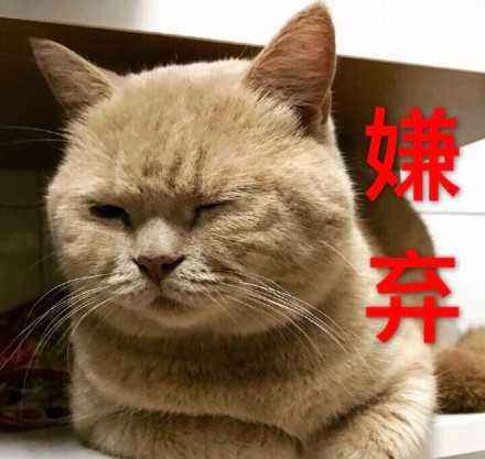 猫咪顽固性腹泻怎么办,两个月猫咪拉肚子最快的解决办法