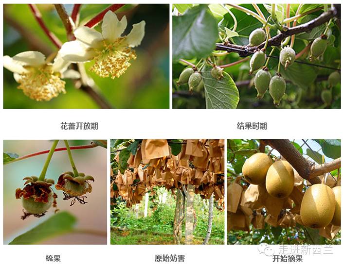 据说朋友圈都在刷新西兰奇异果！你知道它为什么是世界上最好的水果吗！