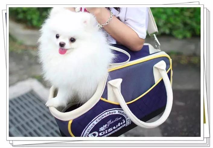 这是一款狠美丽的宠物背包，用它背上爱宠走四方，你和它都值得拥有！