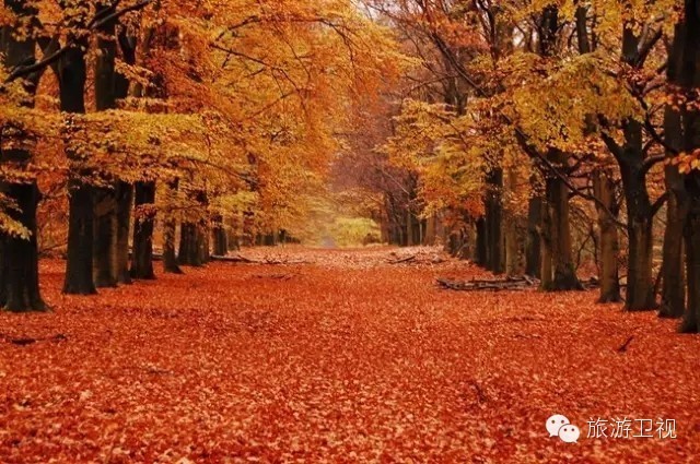 已经开放旅游签证申请的国家,现在开放旅游签证的国家