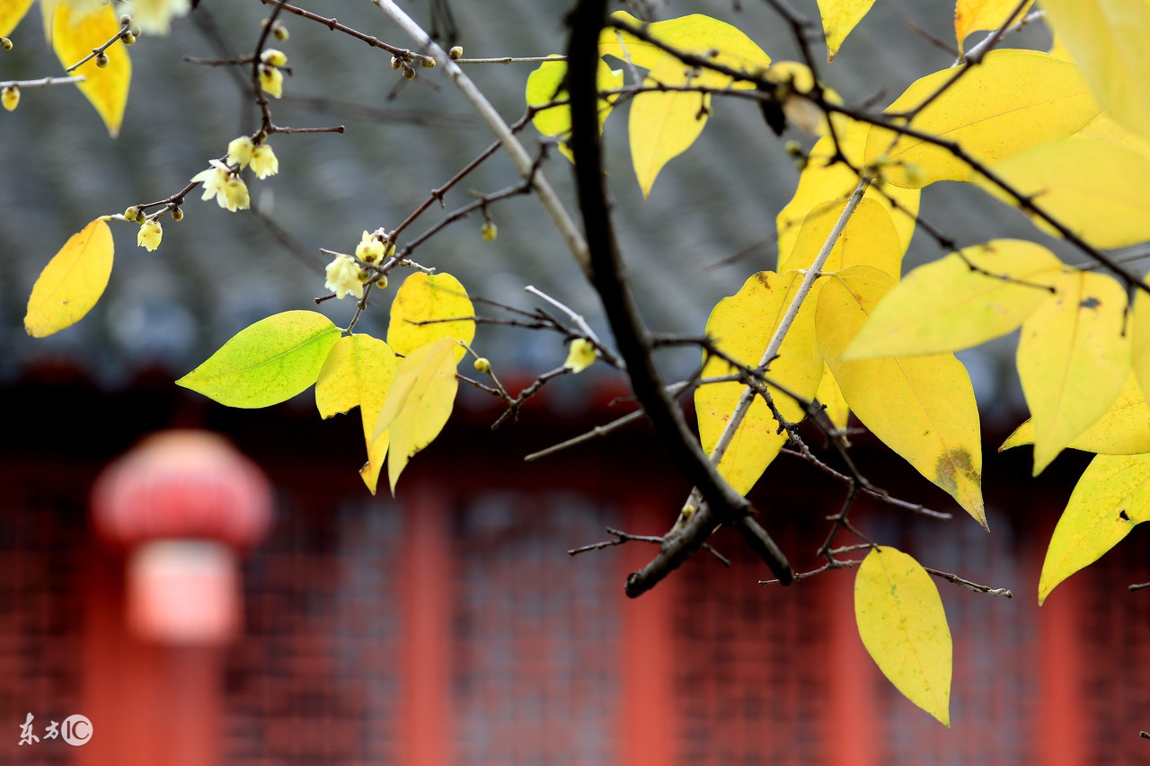 一句惊艳你的古风歌词,歌词中的惊艳古风句子