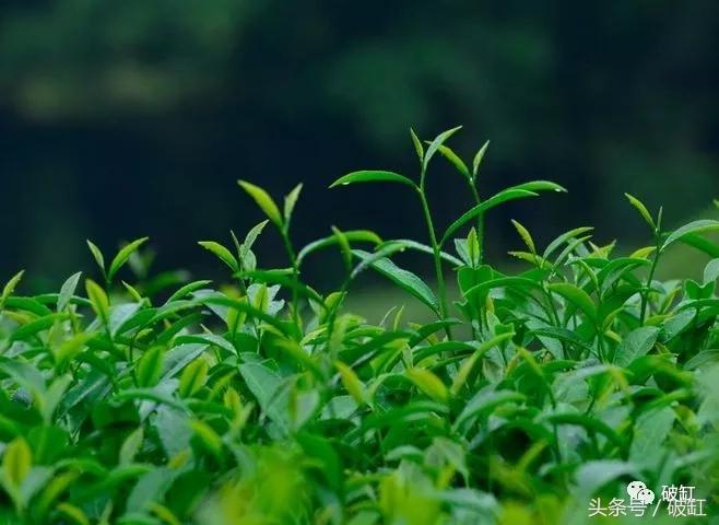 2018年武夷山大红袍最新报价