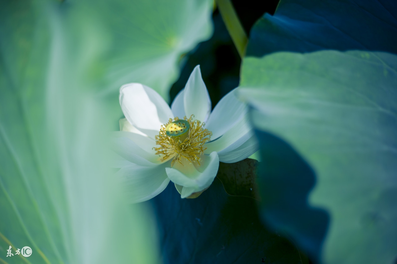 一句惊艳你的古风歌词,歌词中的惊艳古风句子