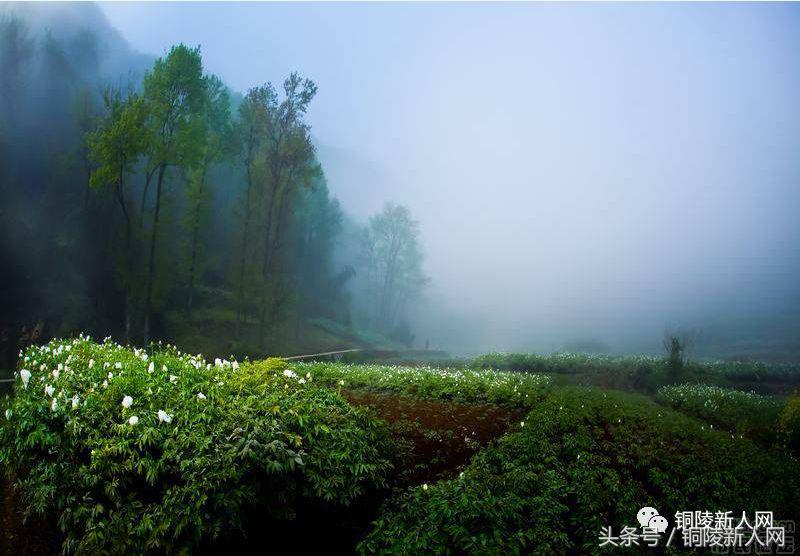 安徽铜陵市城市排名,中国综合实力城市排名铜陵