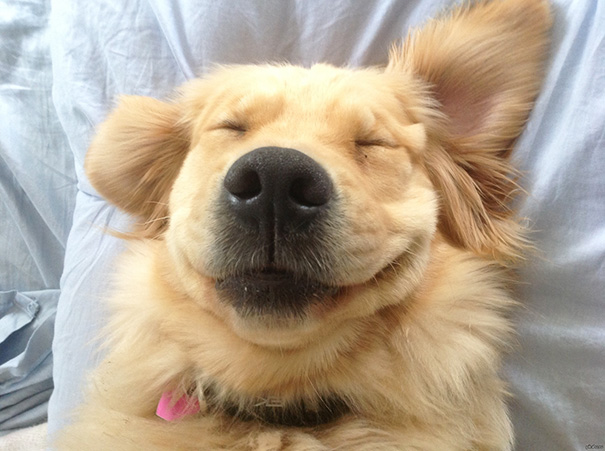 小金毛在家随地大小便怎么办,小金毛到处乱拉怎么纠正