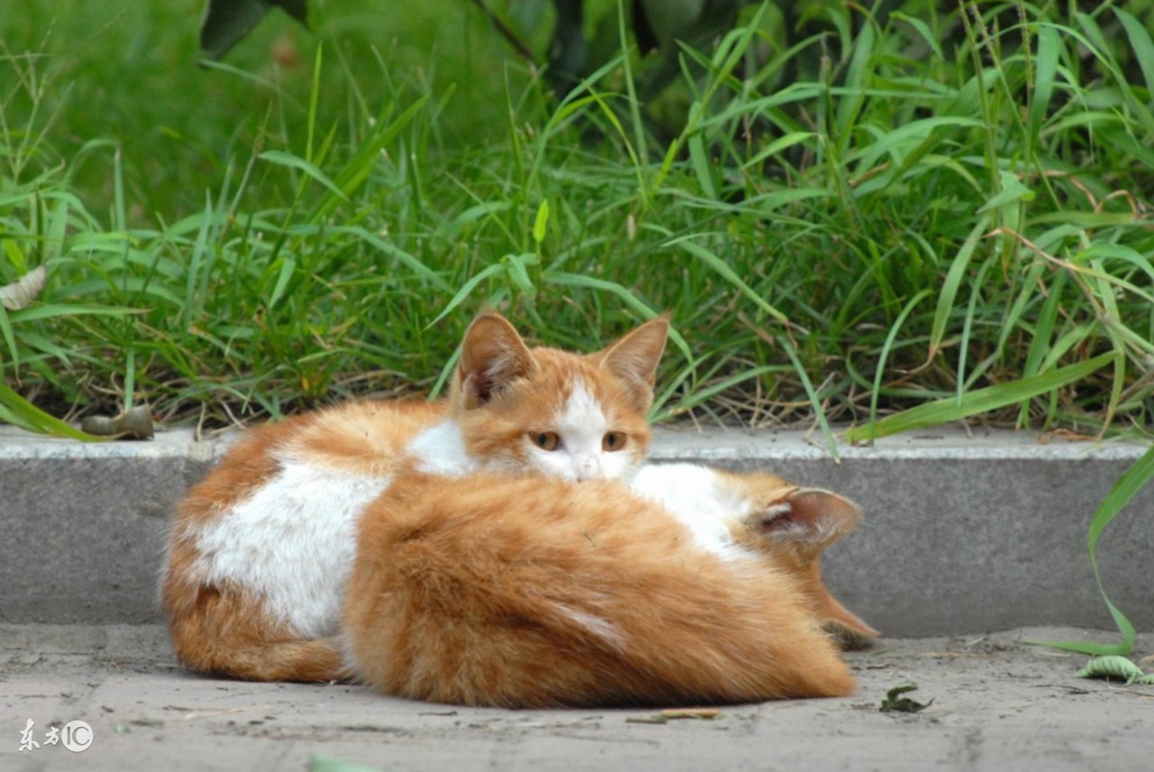 喂流浪猫的人真的有爱心吗,喂流浪猫就很有爱心吗