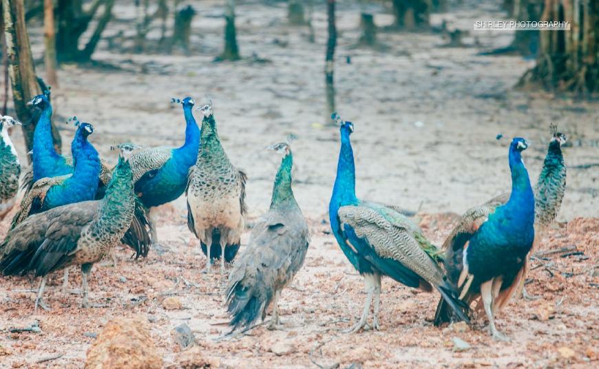 东南亚海岛豪华酒店,东南亚海岛度假酒店