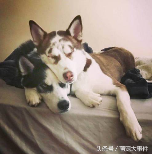 哈士奇头顶三把火传说,哈士奇头顶三把火混一起的不纯吗