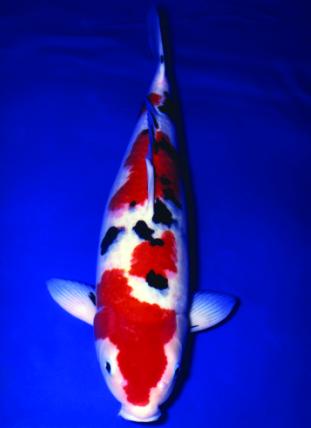 一条50斤的锦鲤市场价卖到近50万,一条锦鲤卖出一千五百万