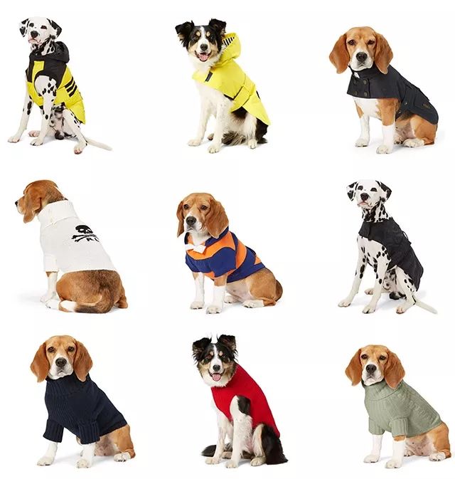 当狗炫起富来根本没人什么事儿了