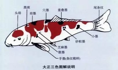 一条50斤的锦鲤市场价卖到近50万,一条锦鲤卖出一千五百万