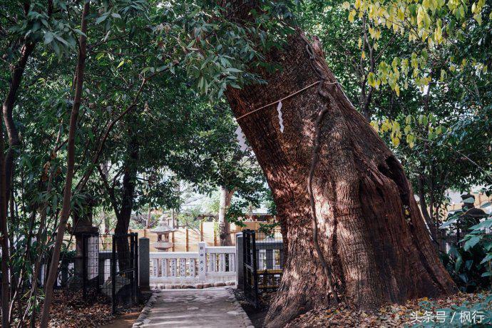 日本第一正门神户攻略,日本除了寿司还有啥好吃的