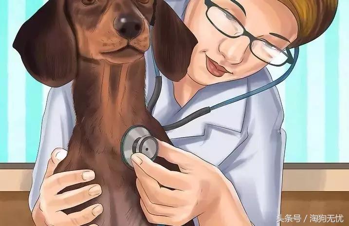 狗狗怀孕了你都不知道？先来学习狗狗怀孕知识吧！