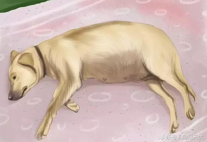 狗狗怀孕了你都不知道？先来学习狗狗怀孕知识吧！