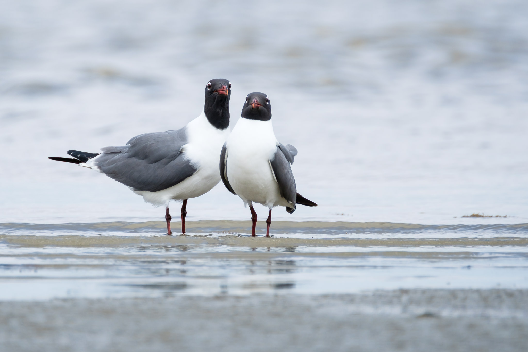 富士xt2拍摄效果如何,新手富士xt2摄影入门