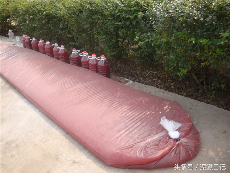 农村养泥鳅前景如何及方法,养泥鳅需要什么条件