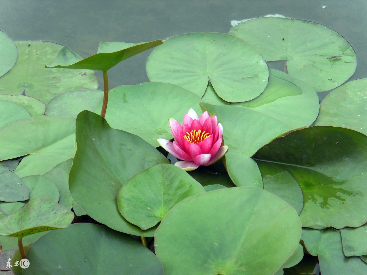 柳庄相法上册大全，根据个人经验有削减，献给大家