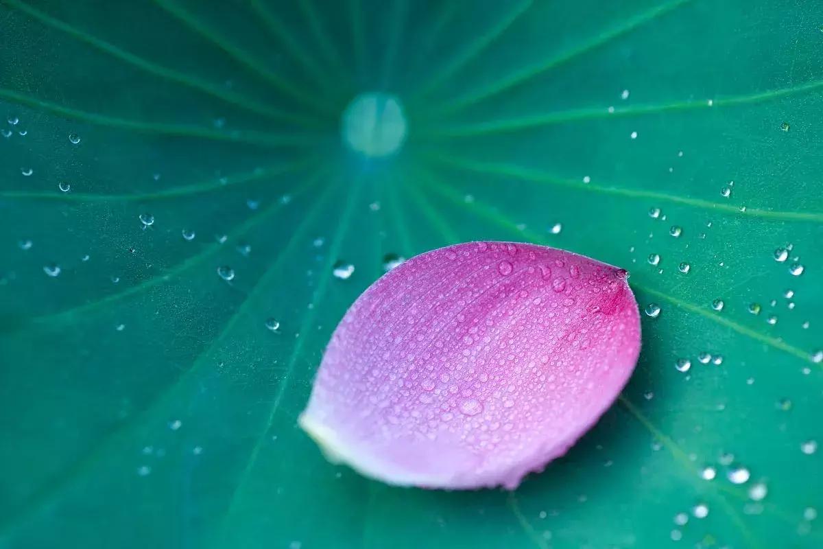 荷叶能够防治心血管疾病？