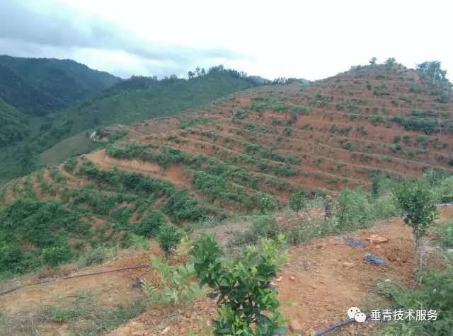 「热点」小户赚钱大户亏，为啥？省力化栽培是柑桔发展的趋势！