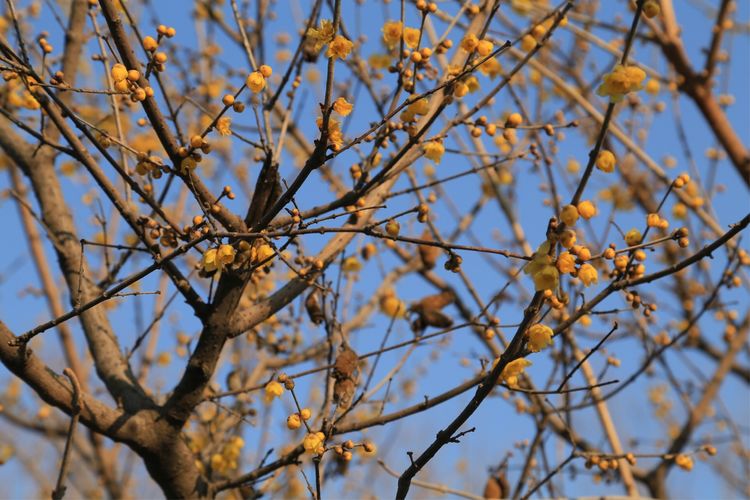 周一漫步隋唐植物园赏桃花,洛阳隋唐植物园春光