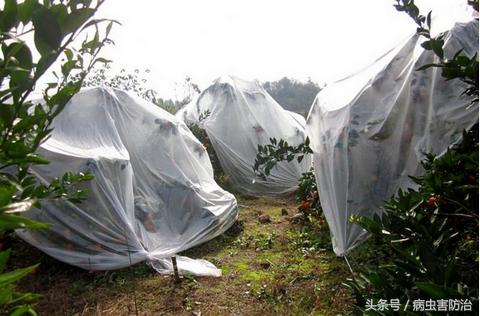 柑橘冻了还能补救吗,柑橘防寒抗冻吗