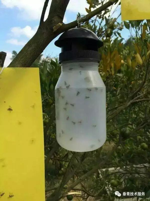 「热点」小户赚钱大户亏，为啥？省力化栽培是柑桔发展的趋势！