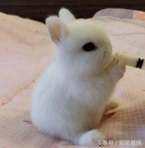 这个季节的兔子,该怎么养兔子兔子一年都不会死