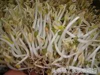 有机豆苗和西兰花营养,各种春季种的蔬菜苗