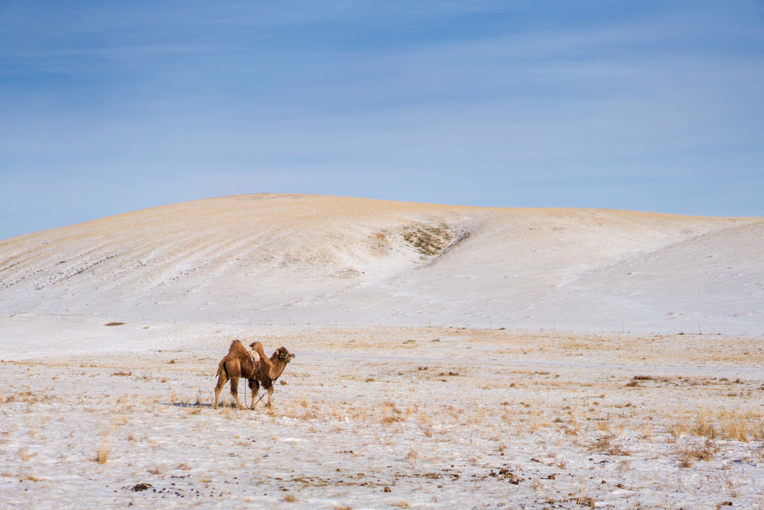 冰雪那达慕大会,冰雪那达慕完全版开幕式