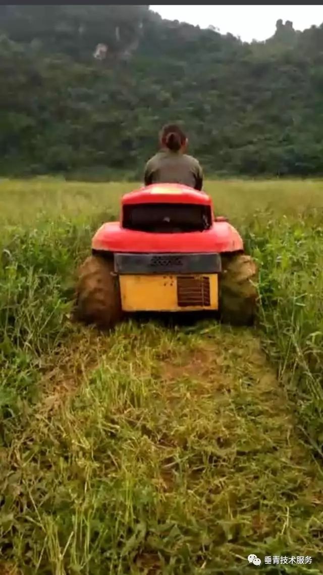 「热点」小户赚钱大户亏，为啥？省力化栽培是柑桔发展的趋势！