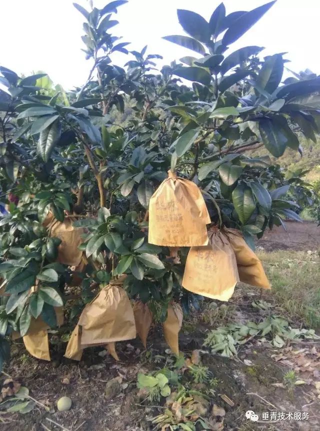 「热点」小户赚钱大户亏，为啥？省力化栽培是柑桔发展的趋势！