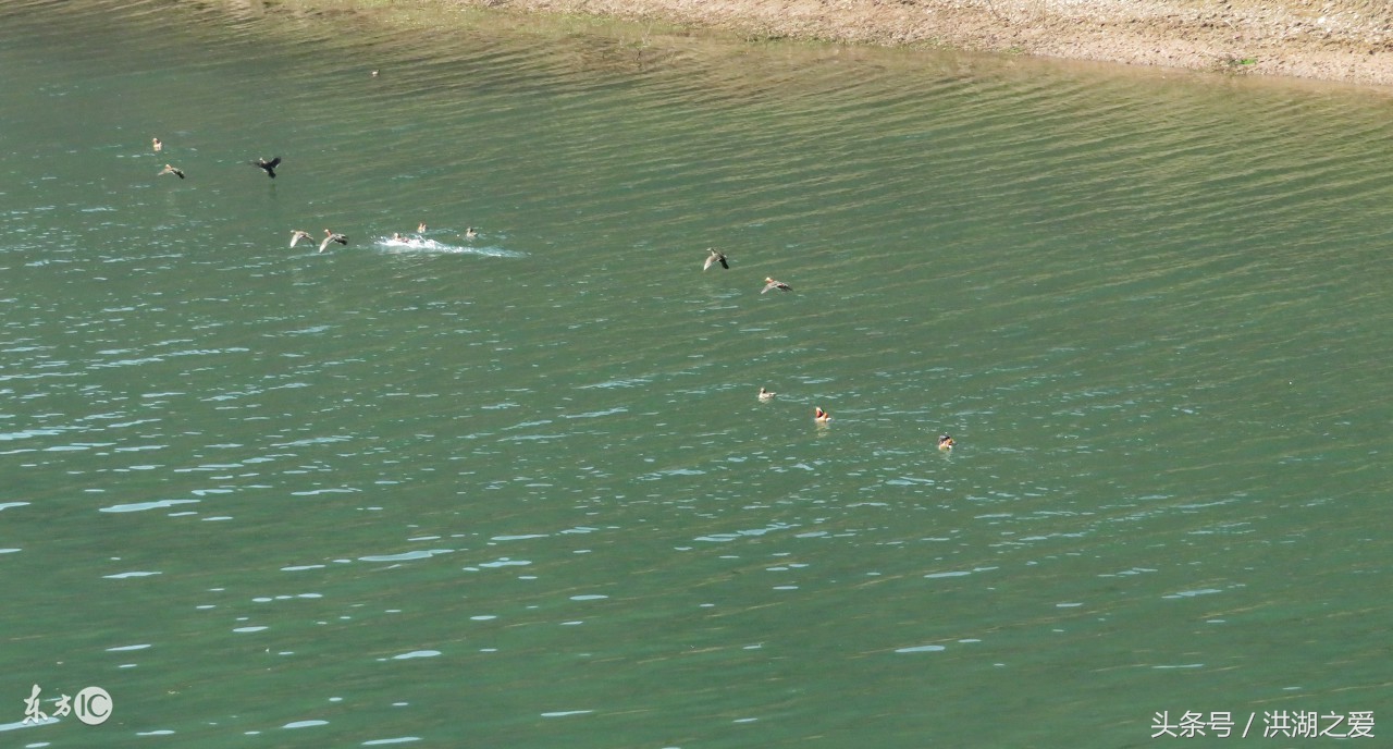 四川抬钓过河钓技巧,四川过江台钓全过程视频