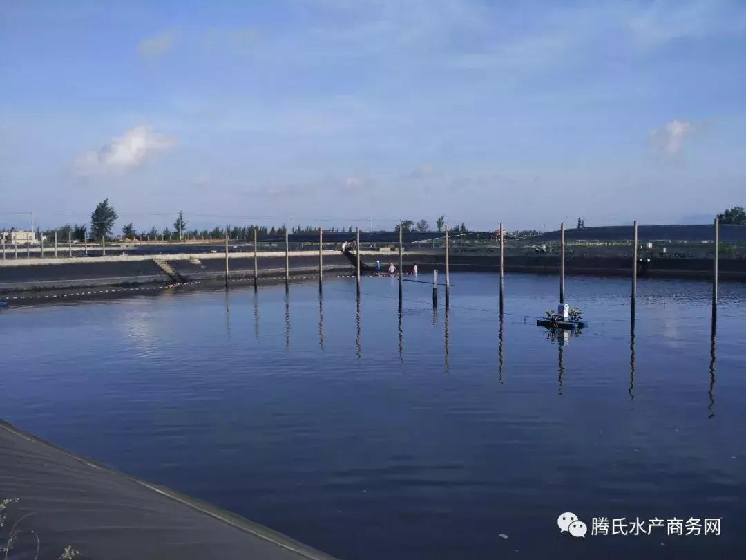 2023年后市石斑鱼走势,石斑鱼后市预测