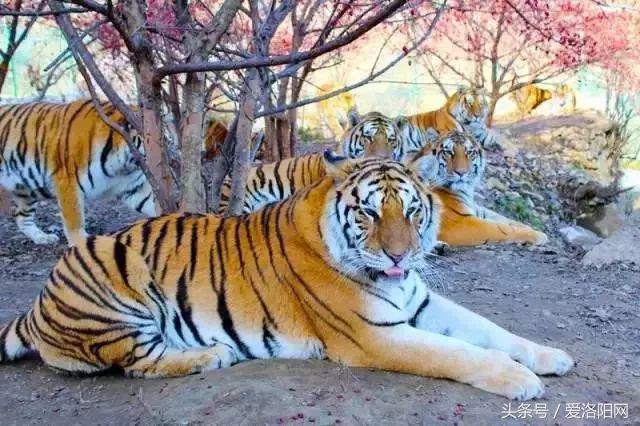 洛阳即将腾飞的县,2022年洛阳最发达的五个县