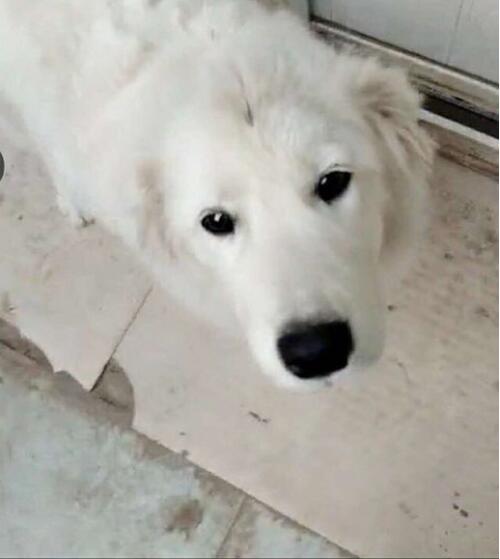 才出生小狗被咬死,出生的小狗被虐待