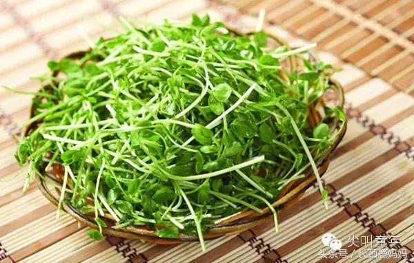 有机豆苗和西兰花营养,各种春季种的蔬菜苗