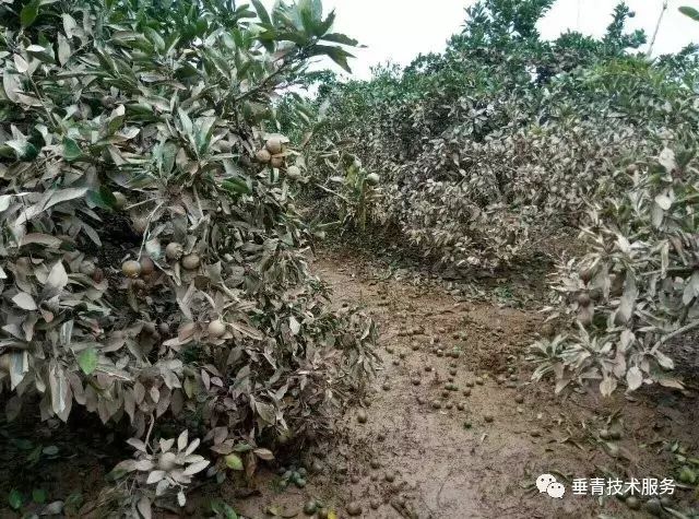 「热点」小户赚钱大户亏，为啥？省力化栽培是柑桔发展的趋势！