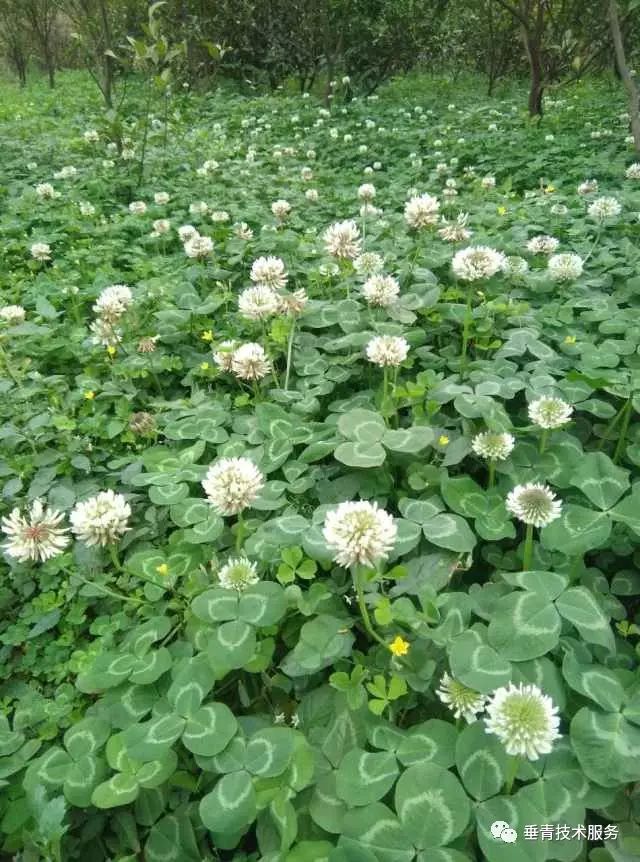 「热点」小户赚钱大户亏，为啥？省力化栽培是柑桔发展的趋势！