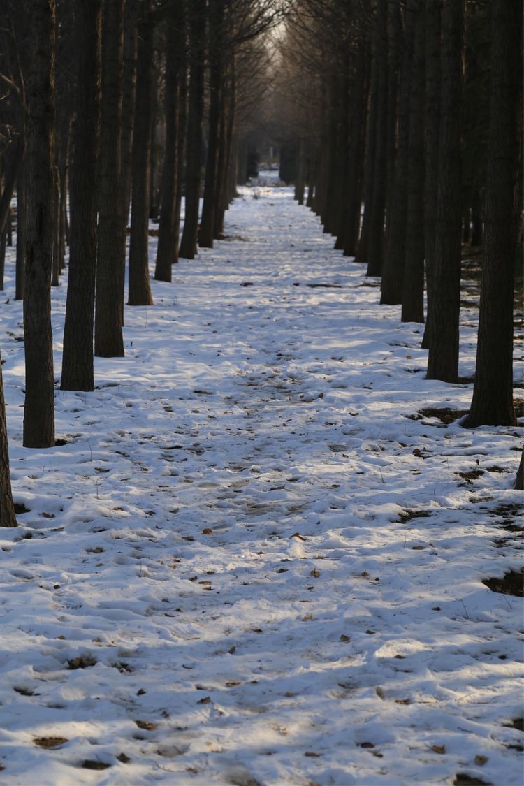 周一漫步隋唐植物园赏桃花,洛阳隋唐植物园春光